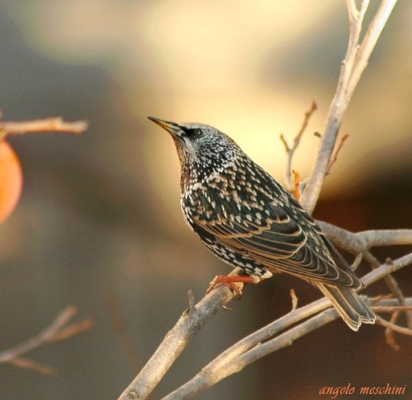 atterraggio di Storno Sturnus vulgaris carrellata d''immagini